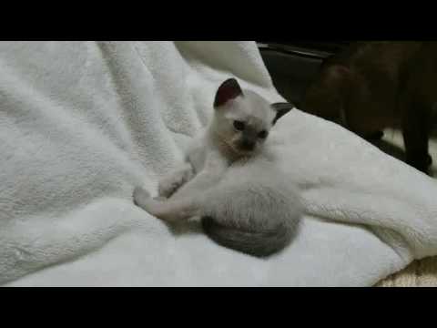 トンキニーズの子猫