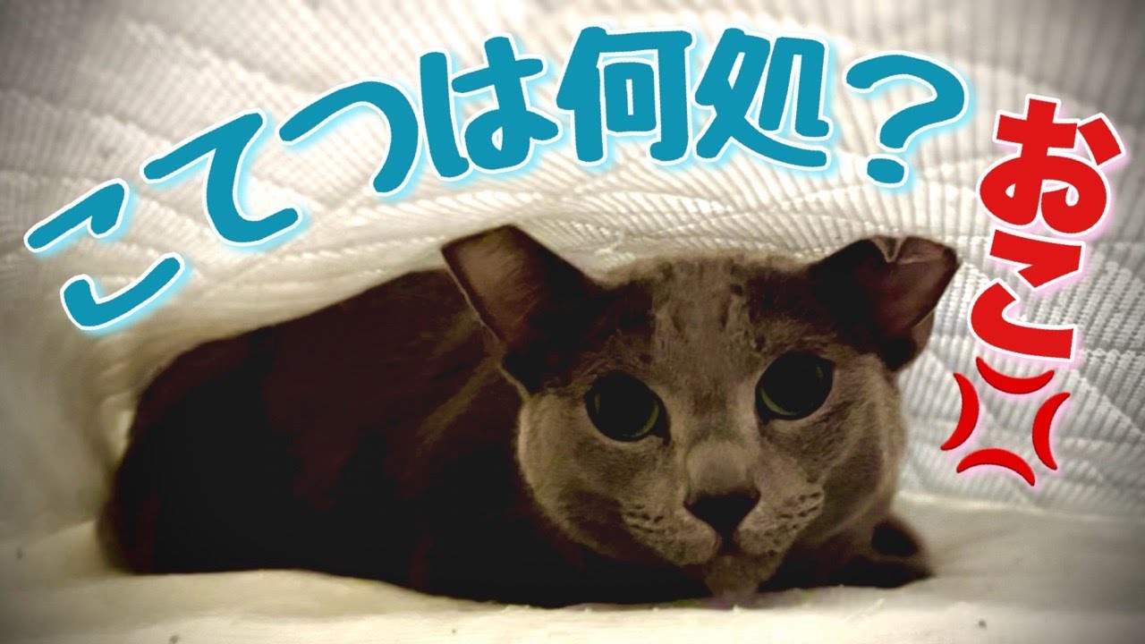 ロシアンブルー | 猫がシーツに潜りたくなる理由は3つ [Russian Blue cat Kotetsu] 3 reasons why cats want to crawl under sheets