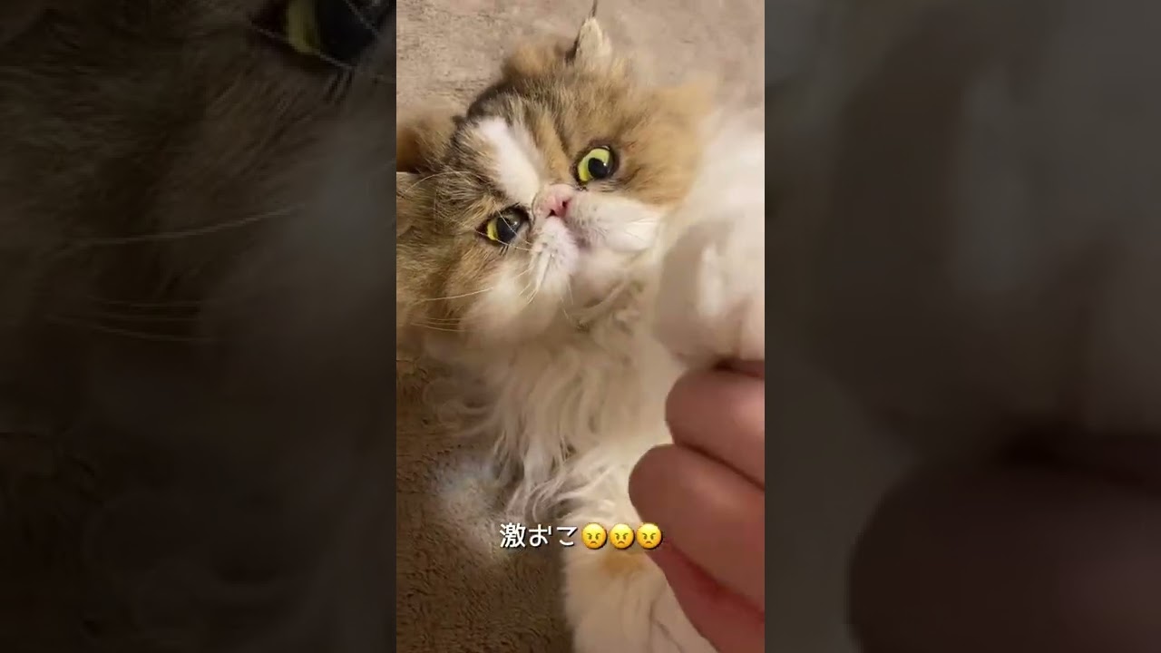 【ペルシャ猫】まだまだ反抗期です😢 #shorts
