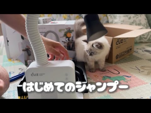 【猫vlog】このドライヤー使ったら感動した。〜サイベリアンとの暮らし〜Living with a kiiten