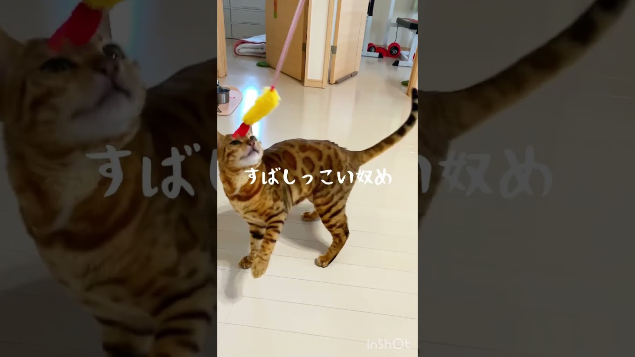 えびてんに夢中♪#ベンガル猫 #bengalcat #猫 #cat #ペット