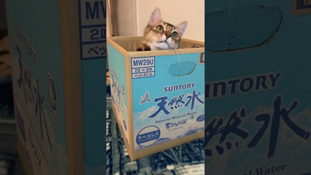 連続ねこパンチ！ #ソマリ #癒し猫動画 #しっぽ吸い