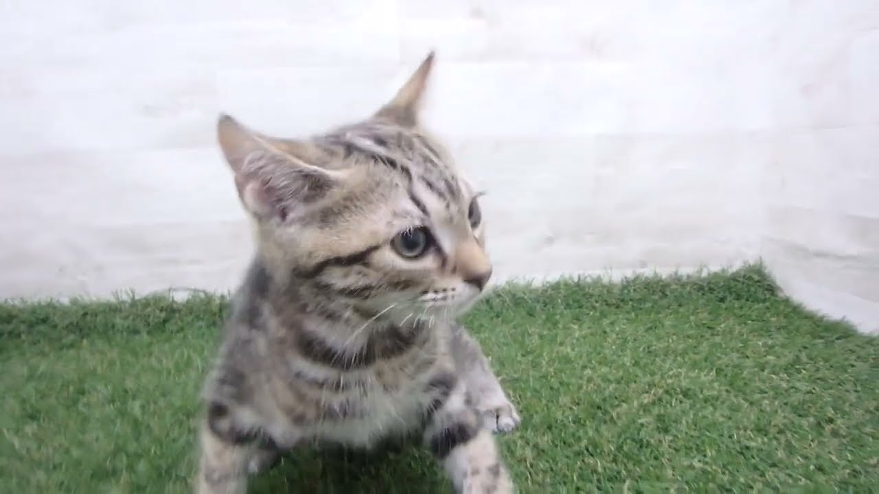 Coo&RIKU　No00680206 アメリカンショートヘアー