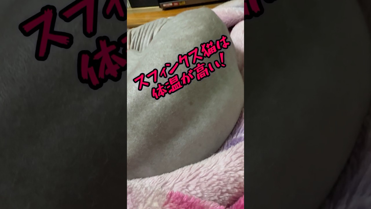 スフィンクス猫についての雑学#shorts #cat #猫 #sphynx