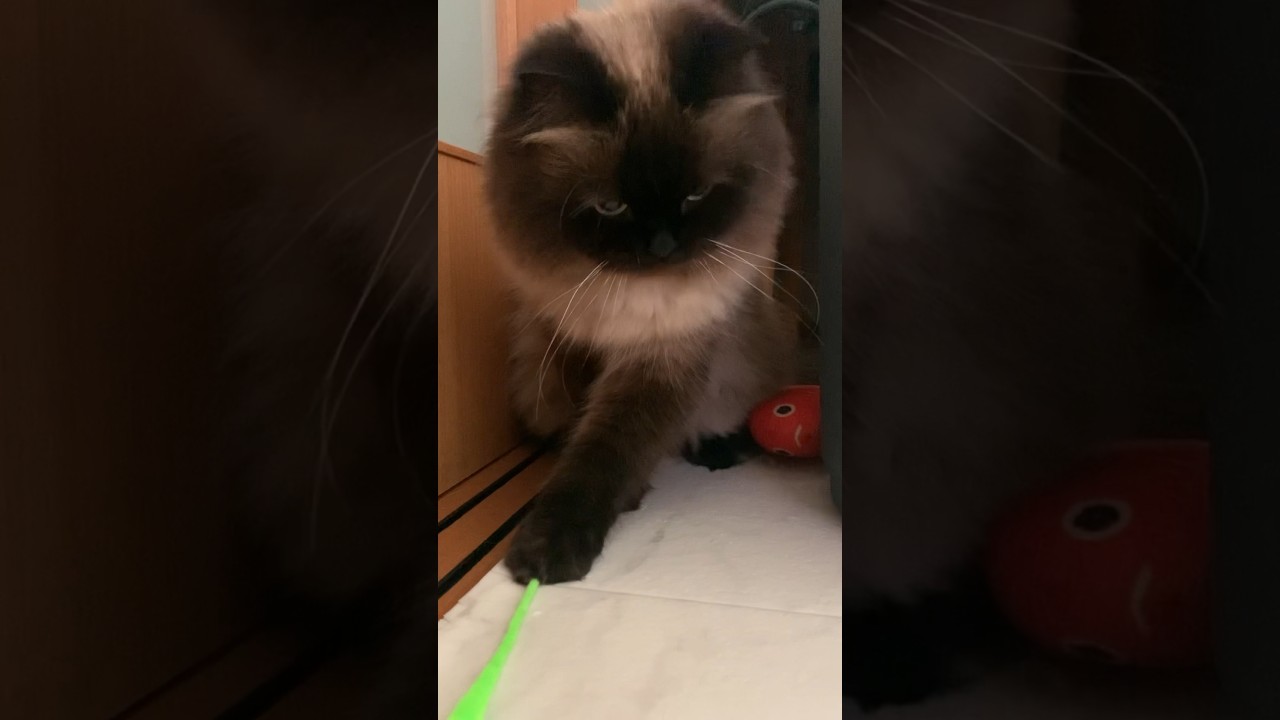 にょろにょよで遊ぶげんたくん #猫 #ヒマラヤン #猫のいる暮らし #shorts