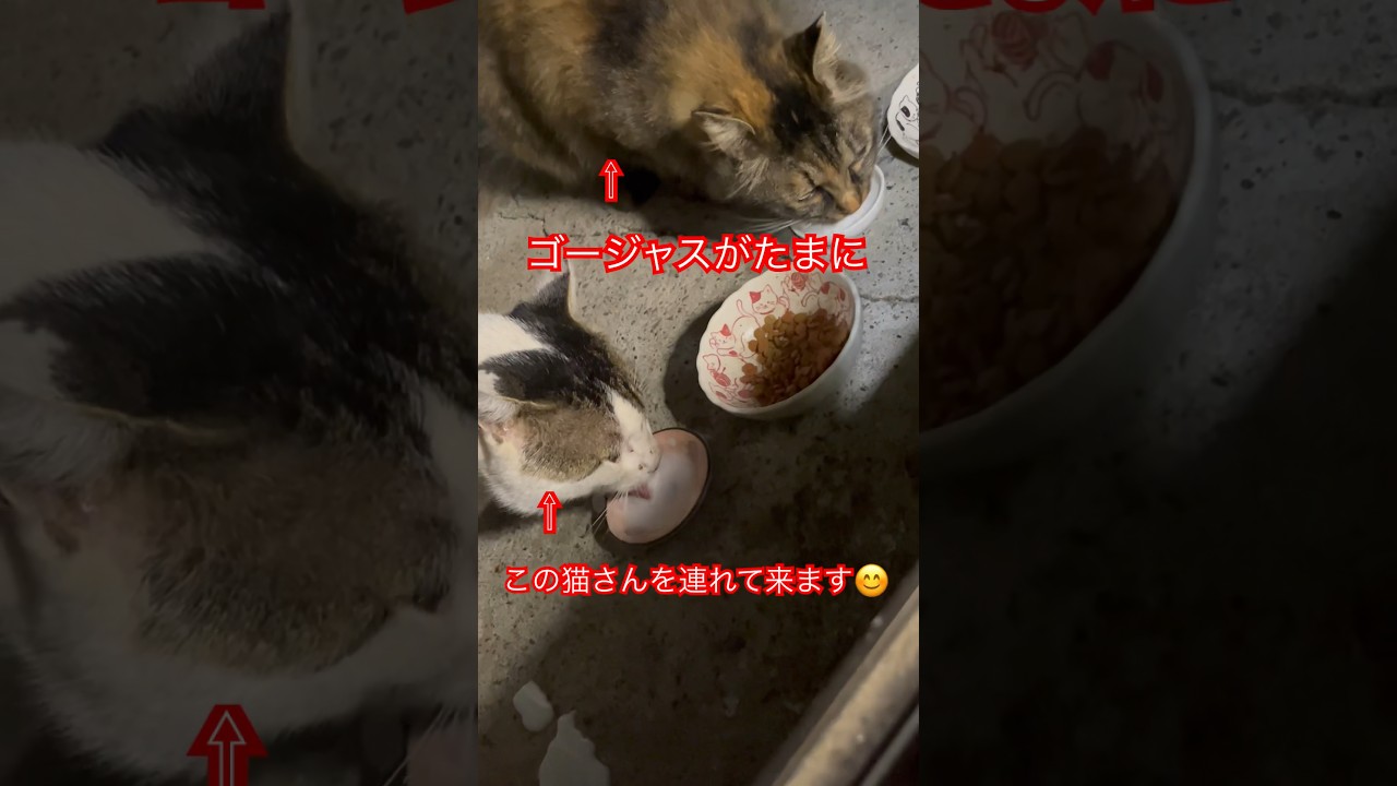 仲良しコンビ😸#short#shorts#japan#cat#cats#日本猫#かわいい#ねこ#猫#癒し#