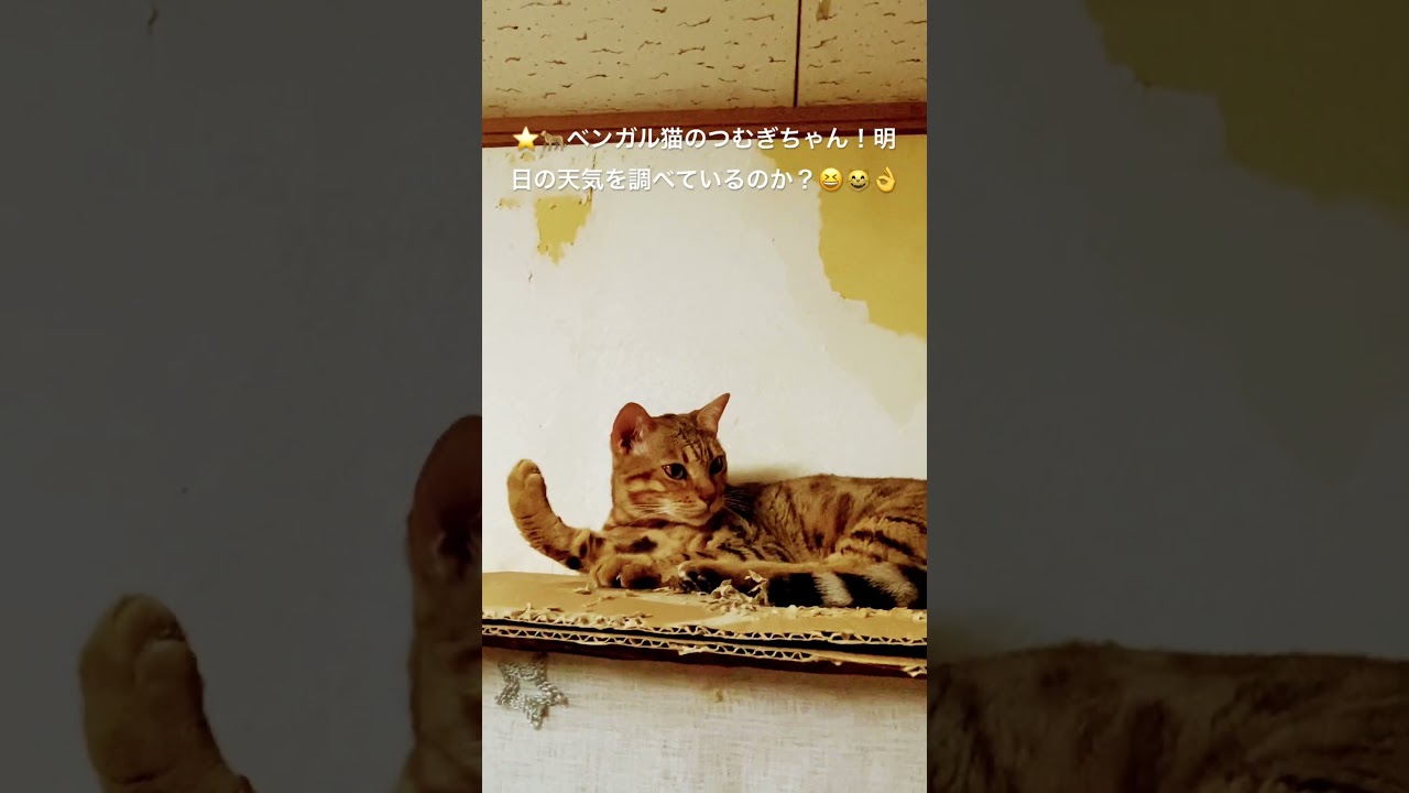 🌟🐆ベンガル猫つむぎちゃん！明日の天気予報か？（２０２４年６月１９日（土曜日）家に初めて来た日生後２ヶ月！目指せ４０万人（笑）（２０２４０６１９ー3） #ベンガル#bengalcat#short