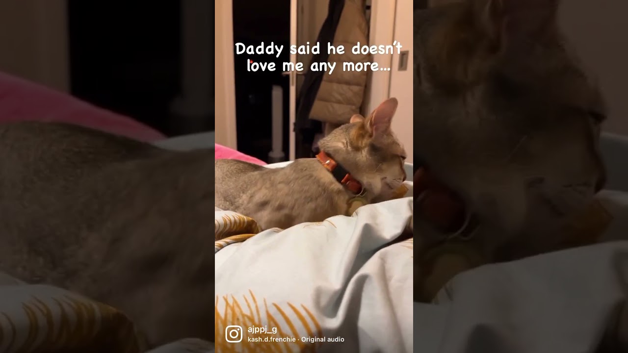 Drama Queen Jasmine #jasmine #singapura #ドラマクイーン