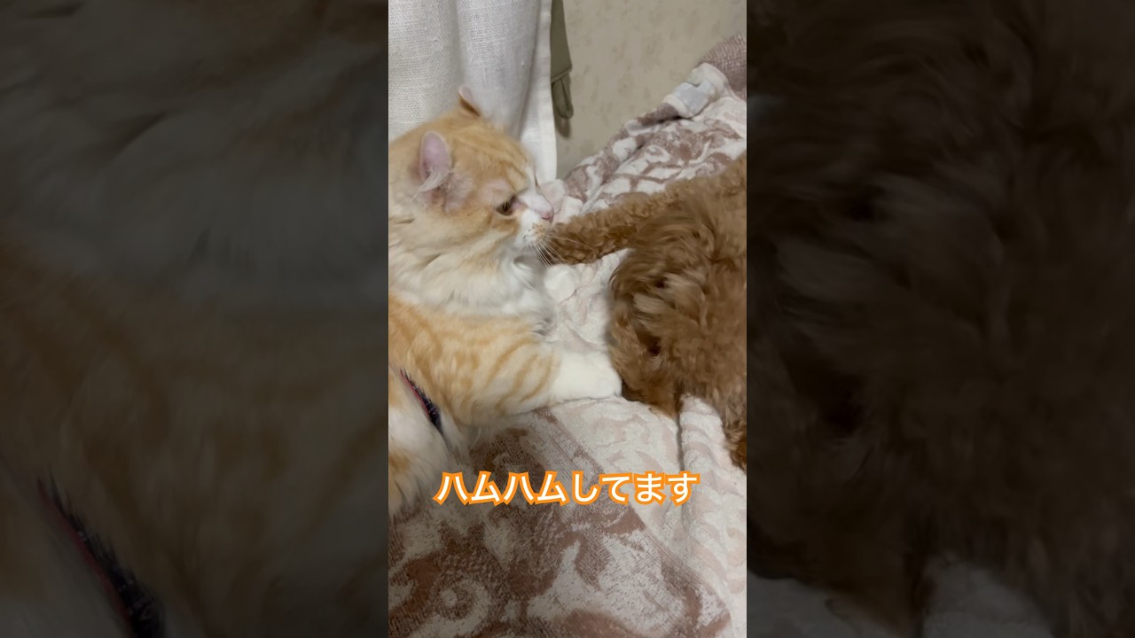 【キンカロー】はむはむしてます【マンチカール】