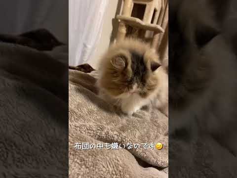 【ペルシャ猫】ふみふみふみふみ🦵🦶 #shorts