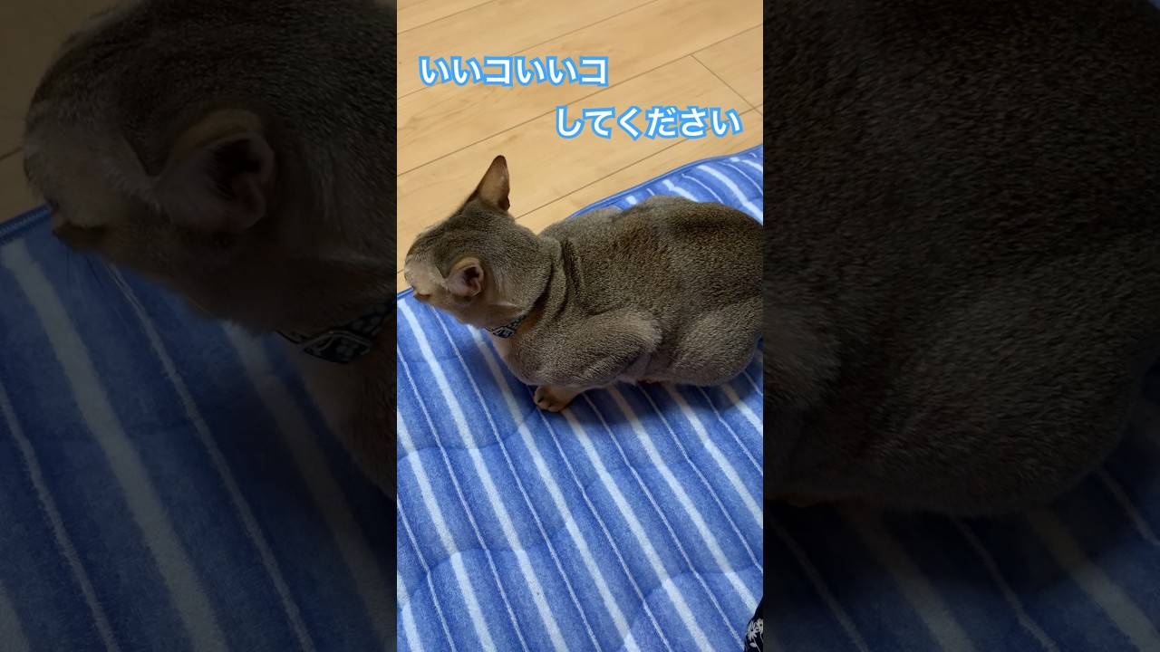 【シンガプーラ】甘えたい兄者　#猫のいるくらし