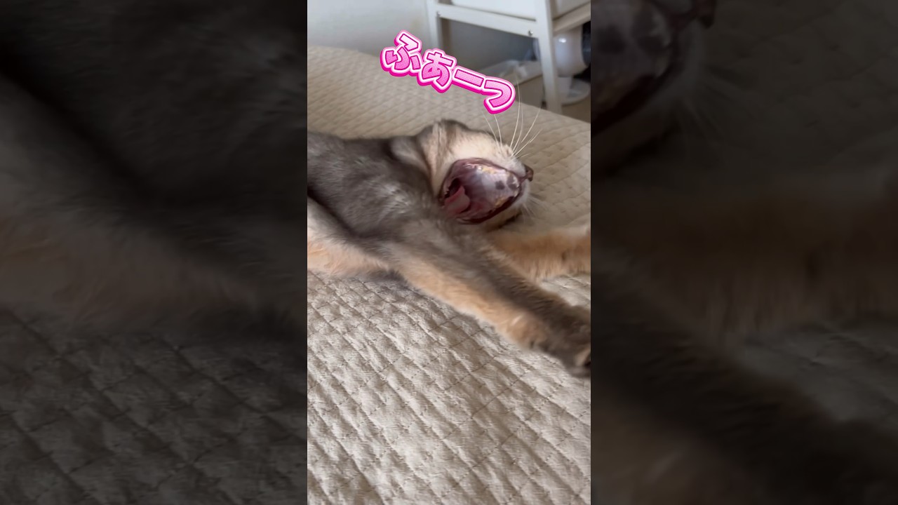 まな猫アリスちゃんのお昼寝 #shorts #猫動画 #アビシニアン #cat #まな猫