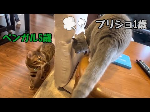 生意気に育ってきた実家の新米ブリティッシュショートヘア
