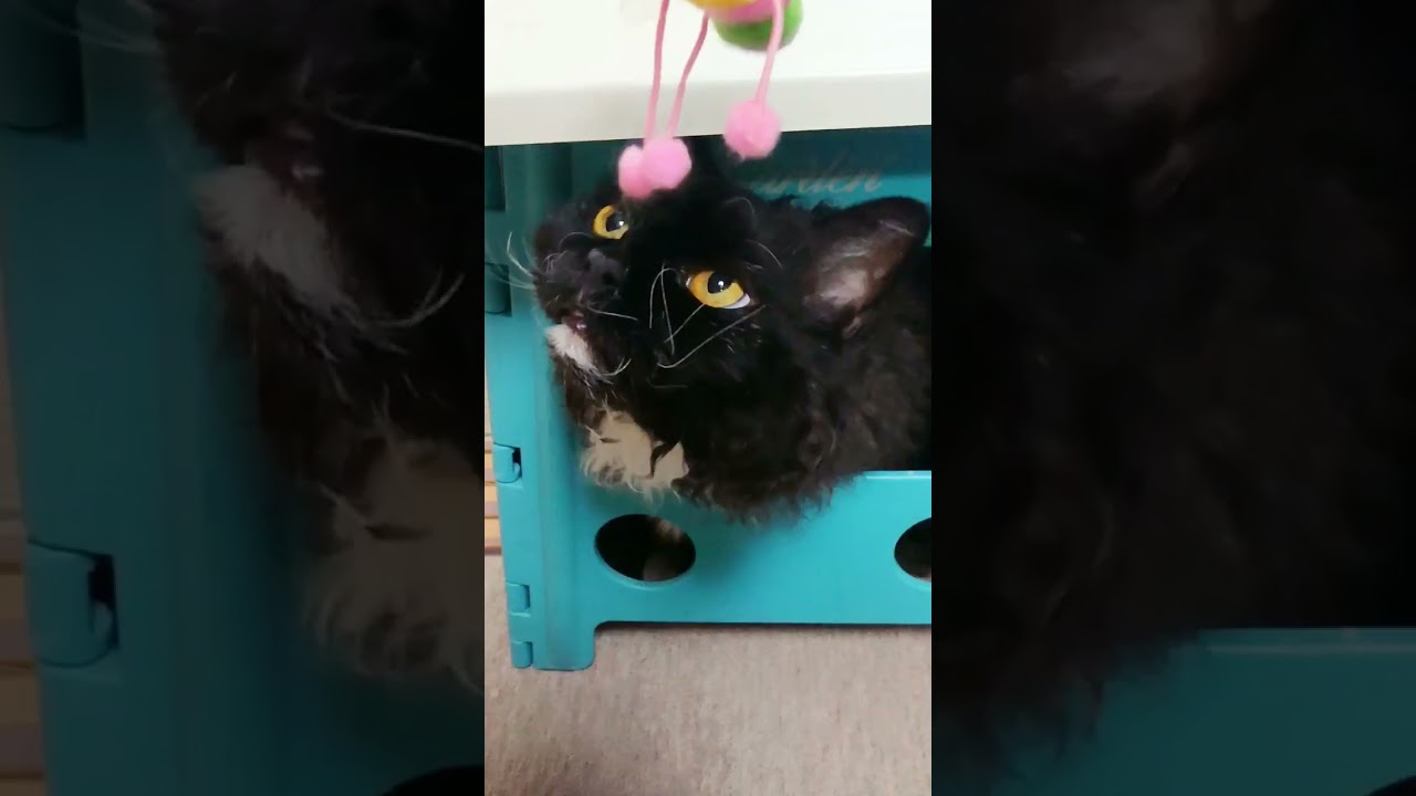 隠れかわいい場所。#cat #shorts #short #blackcat #selkirkrex #猫 #黒猫 #セルカークレックス