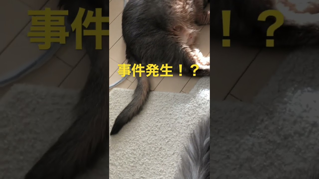 新年早々事件！？ #shorts #猫動画 #アビシニアン #cat #まな猫