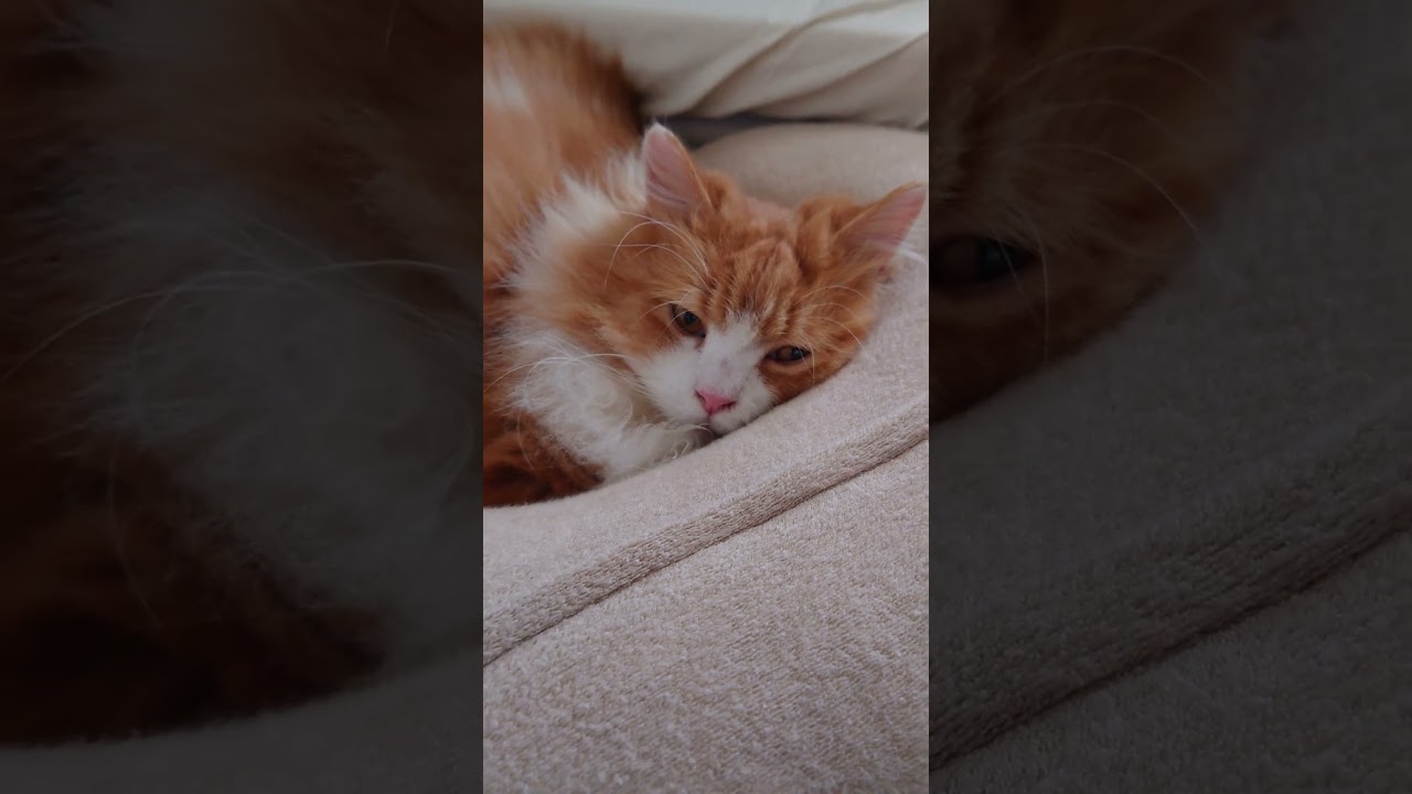 使い方違うのよwww #shorts #cat #ラガマフィン #猫と赤ちゃん #baby