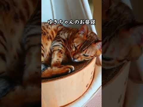 ベンガル猫のゆきちゃん最近のお気に入りは・・・