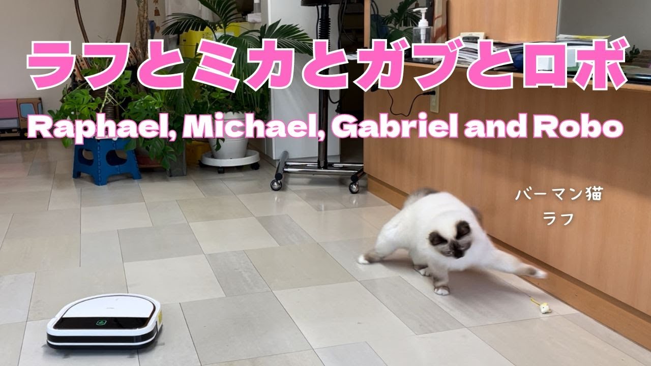 バーマン猫ラフとミカとガブ【ラフとミカとガブとロボ】Raphael, Michael, Gabriel and Robo（バーマン猫）Birman/Cat