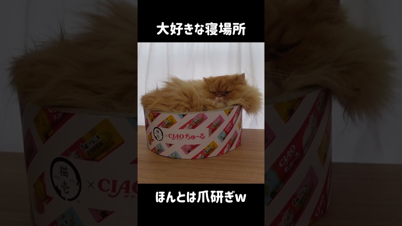 ペルシャ猫の大好きなベッドがこちらです。