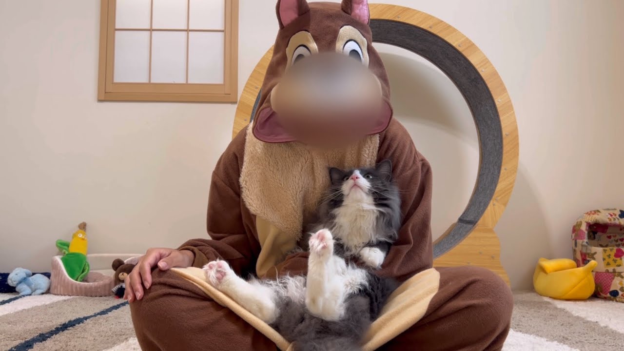 【アルの個別面談】生後10ヶ月のターキッシュアンゴラ、アルの可愛い生態www