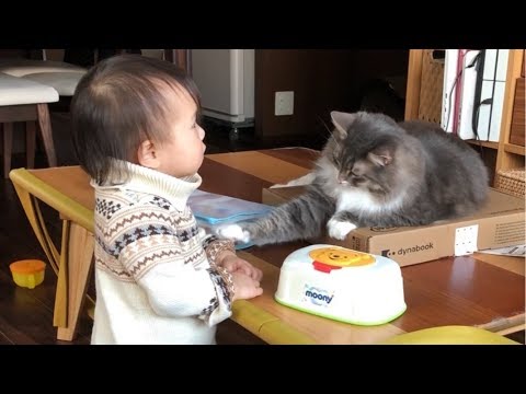 娘から怒られる猫 ラガマフィン ノルウェージャンフォレストキャットOffended my daughter.Norwegian Forest Cat.Ragamuffin.