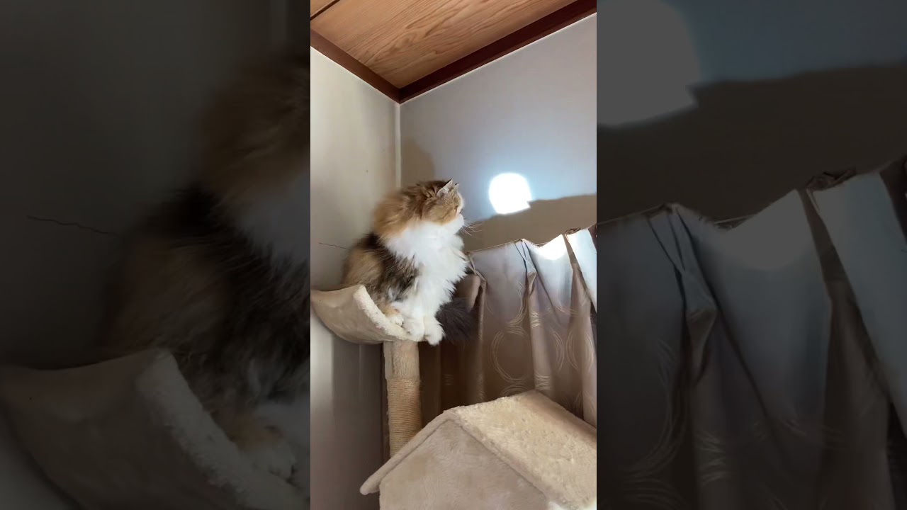 【ペルシャ猫】光の反射が気になります💫 #shorts