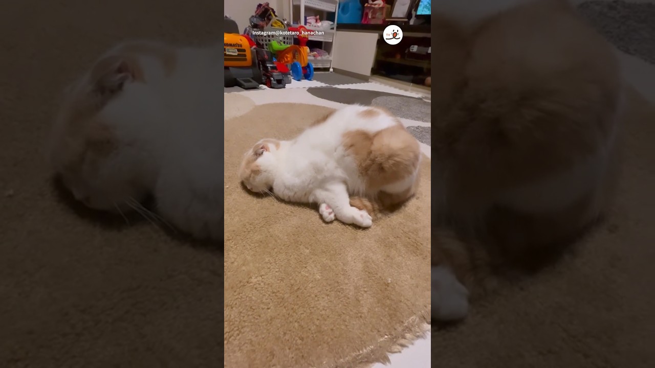 眠くて行き倒れる猫さん｜PECO #スコティッシュフォールド #猫 #愛猫家 #猫のいる暮らし  #scottishfold #cat #catlover #catlife