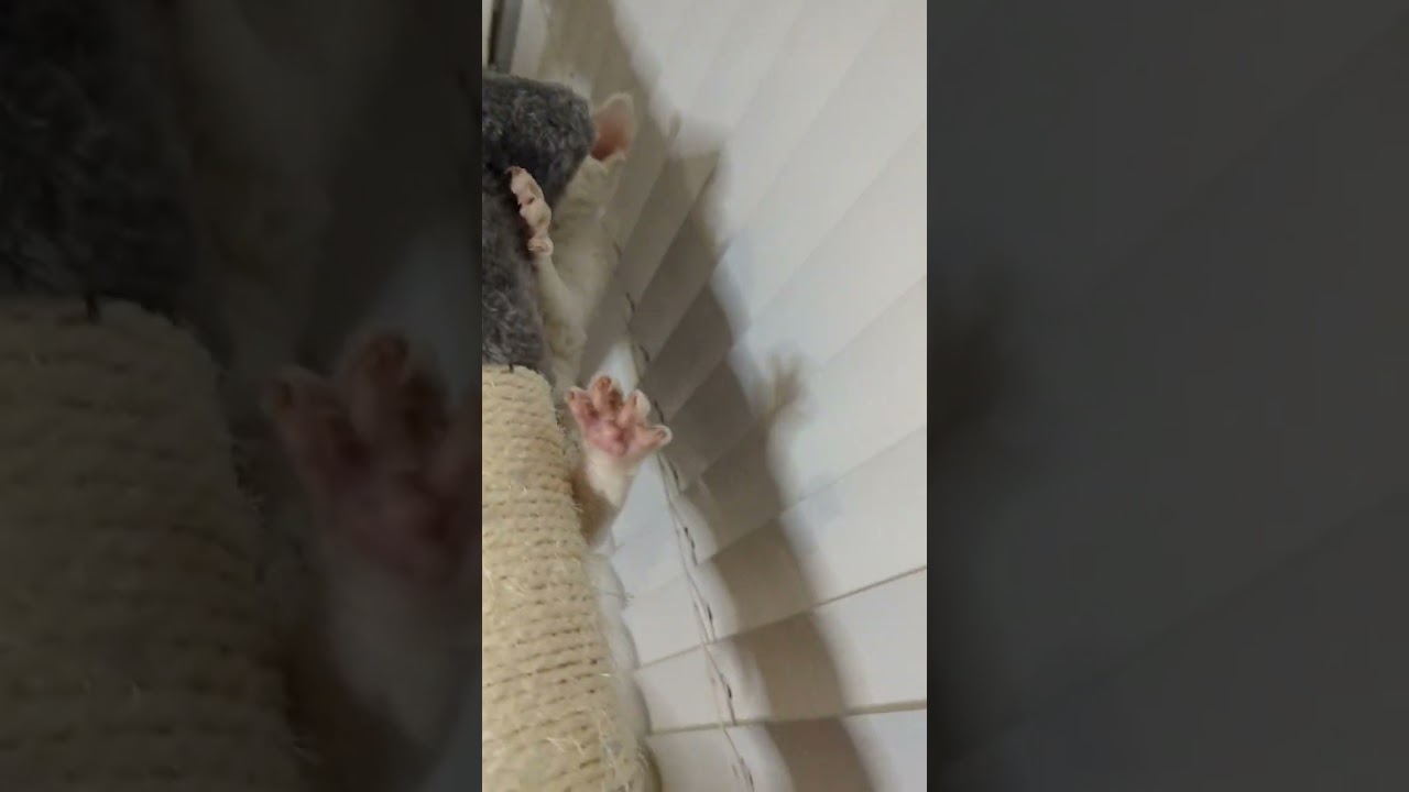 oops there's a ledge! #kitten #devonrex #subscribe #cat #adoptme #youtube #pet #littlecat