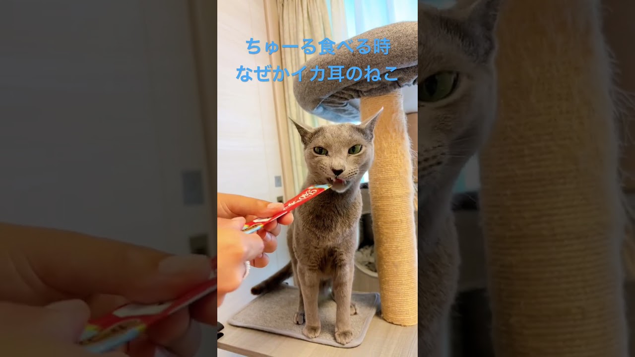 ちゅーるに集中する猫 #ロシアンブルー#ねこのいるくらし