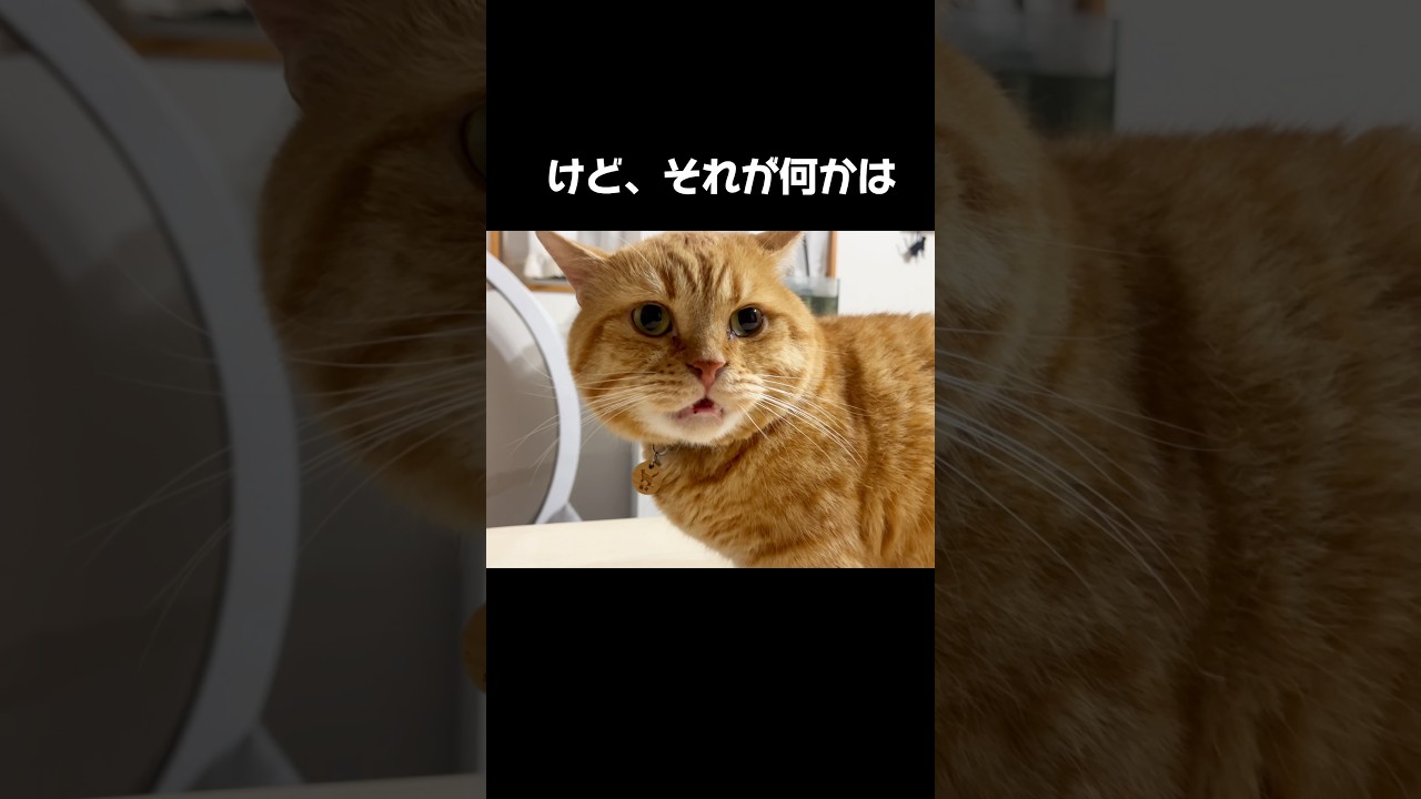 マンチカンの茶々パパは知っている #猫 #マンチカン #shorts