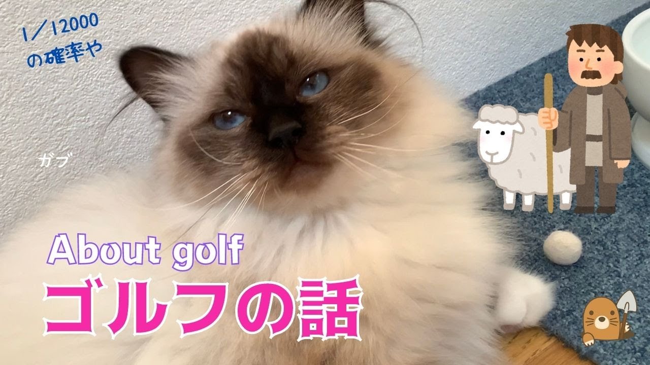 バーマン猫ガブの独り言【ゴルフの話】About golf（バーマン猫）Birman /Cat