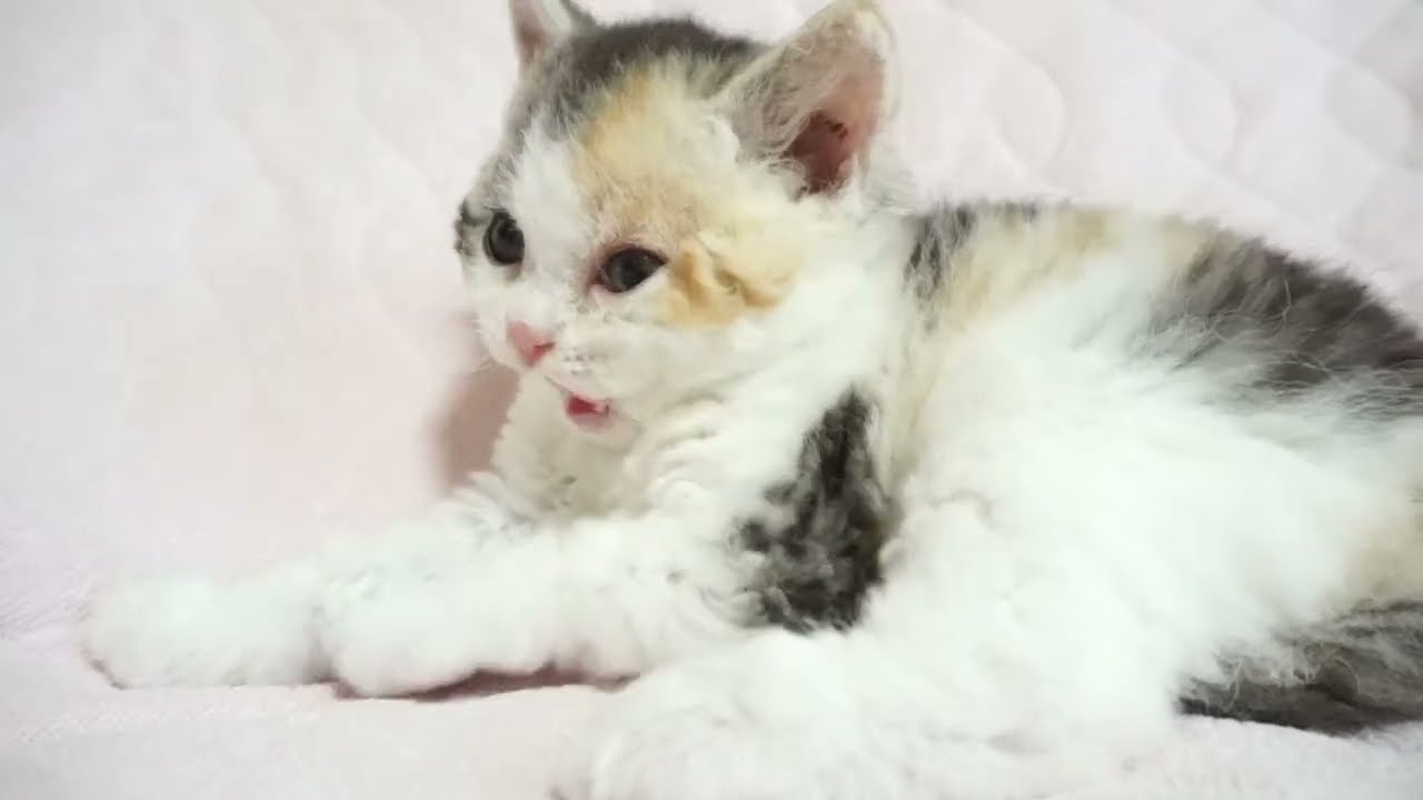 セルカークレックス子猫　2024.5.11産まれ 　ブラウンパッチドタビー＆ホワイト　　女の子　Selkirk Rex　シーダキャット猫のお店