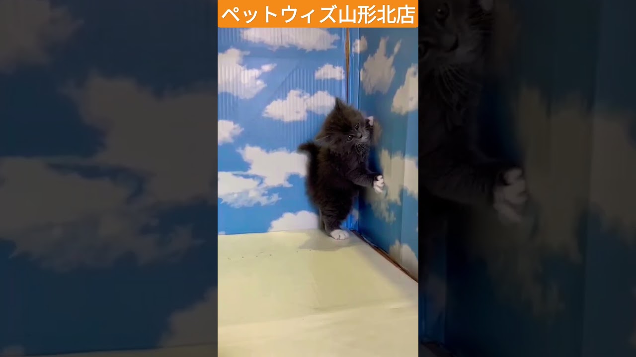 山形北ラガマフィン　#shorts#ラガマフィン