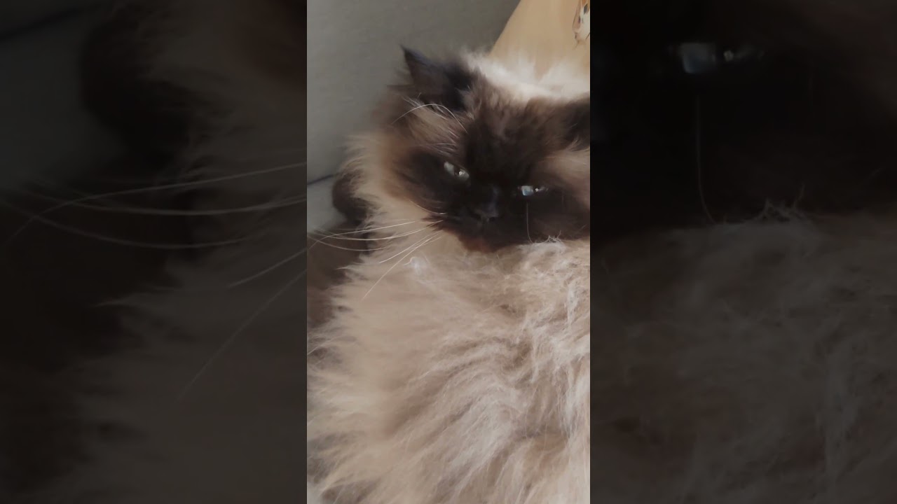 いびき猫とあくび猫 #cat #ヒマラヤン #アメリカンショートヘア #cute #ねこ#猫 #猫のいる暮らし