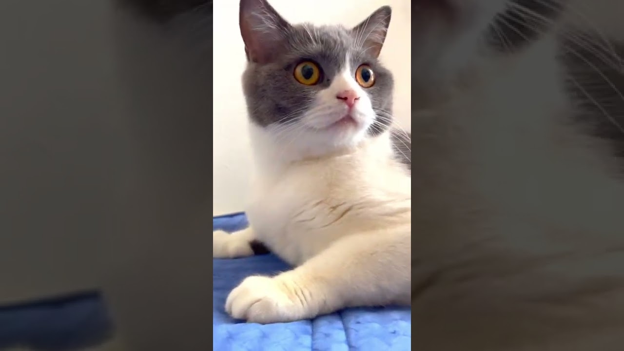 #shorts ん？ん？ん？ん？#猫 #ブリティッシュショートヘアー#現場猫 #ハチワレ #welcomecat #cat #britishshorthair