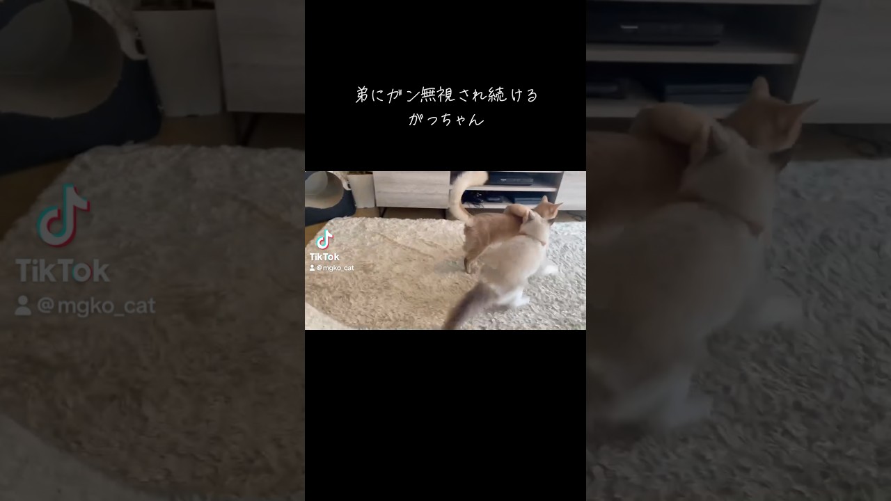 弟にガン無視され続けるがっちゃん。 #ソマリ #catlover #cat #cats #猫のいる生活 #ラグドール #ねこ #ラグドール #ねこ #ネコ #猫