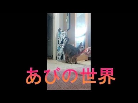 ネコ動画あび＃3836　あびの毎日　アビシニアン　あび