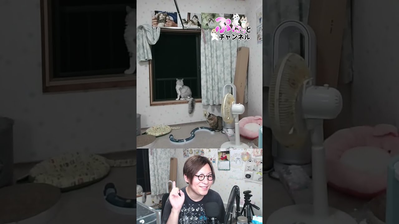 2024/06/24 猫ちゃんライブ配信♪ cute cat vlog Japan #猫 #ねこ #cat #shorts