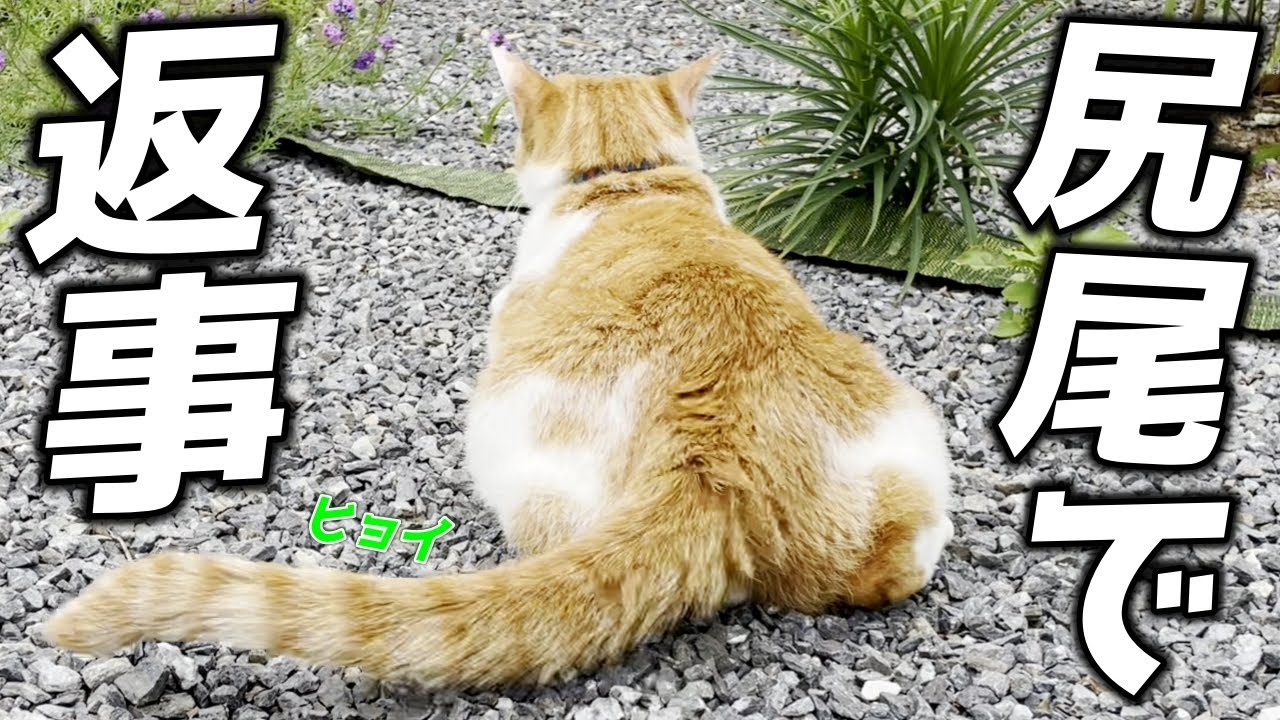 尻尾で会話してくる庭子猫君が可愛すぎた…笑［三毛母猫の子猫］