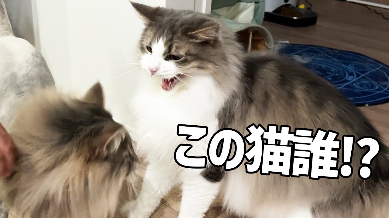 病院帰りの猫を同居猫が威嚇してしまいました ノルウェージャンフォレストキャット