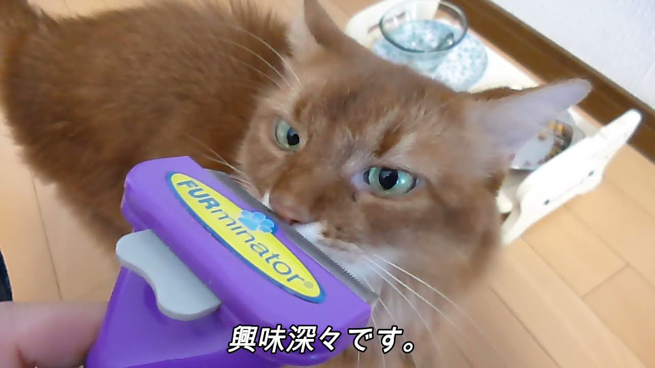 😥[抜け毛]ヤバくない．．．⁉ファーミネーター恐るべき．．．‼🤩【ソマリ猫】