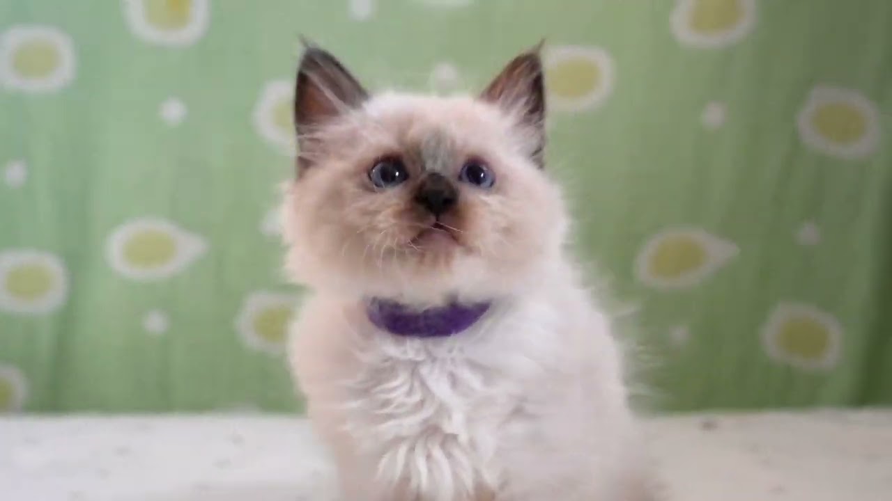 サイベリアン子猫