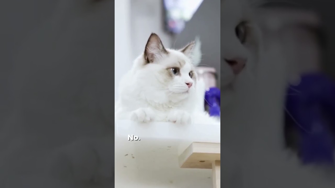 Things Only Ragdoll Cat Owners Know. Part 1! 😍❤️🥰#shorts #shortscats #ragdollcat #catlovers #cats