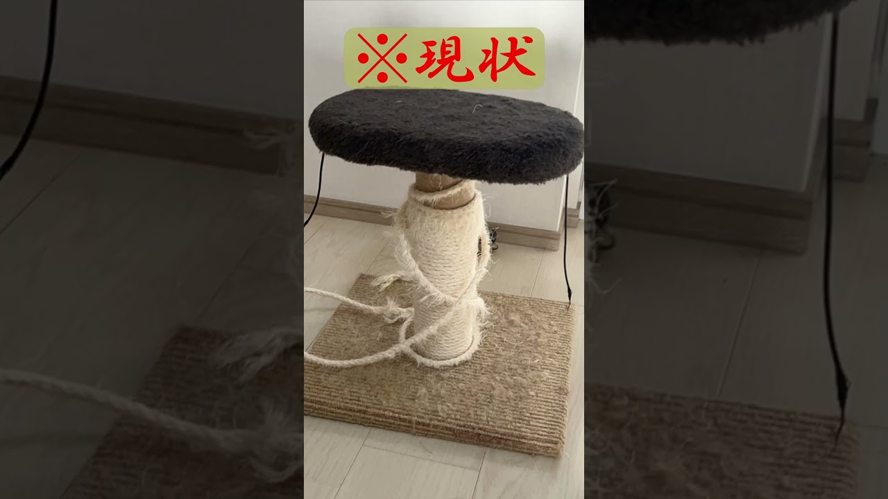 進撃の猫　#shorts#猫#ロシアンブルー#cat #進撃