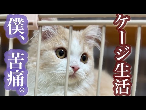 【子猫の鳴き声あり】ケージ脱出計画！子猫お迎え初日から主張がすごいミヌエットがこちら