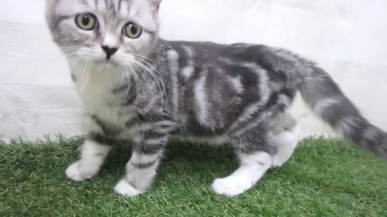 Coo&RIKU　No00680201 アメリカンカール