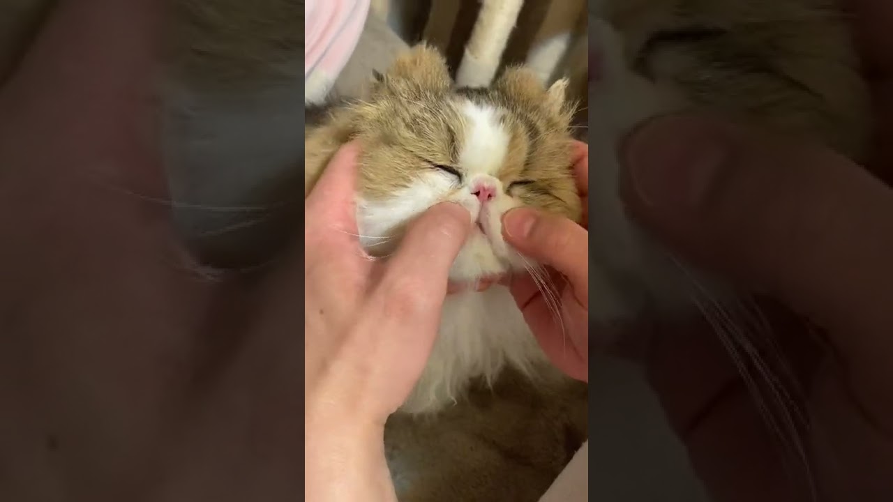 【ペルシャ猫】お顔をグリグリします👋 #shorts