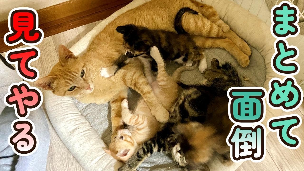 物置に置き去りにされた子猫家族を保護しました（Part１2)