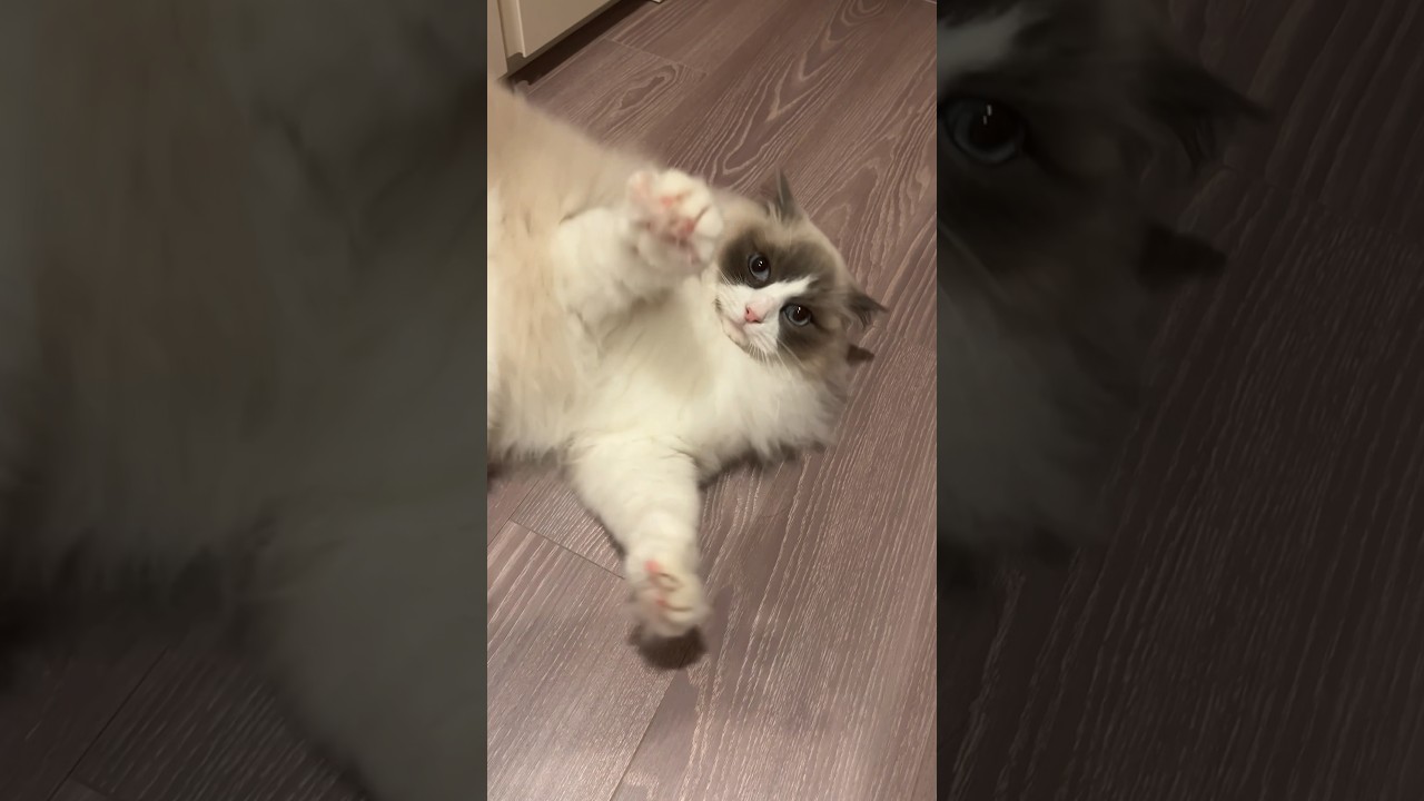 猫とMMAルールで闘った結果#ラグドール #はちわれ #ネコパンチ #猫のいる暮らし #cat #ragdoll #shorts