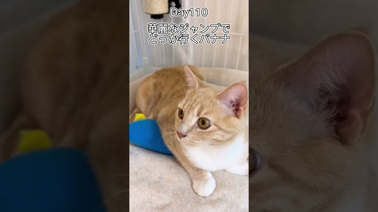 華麗なジャンプでどっか行くバナナ #shorts #猫 #子猫 【マンチカン×サイベリアン】